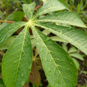 Feuilles de panga